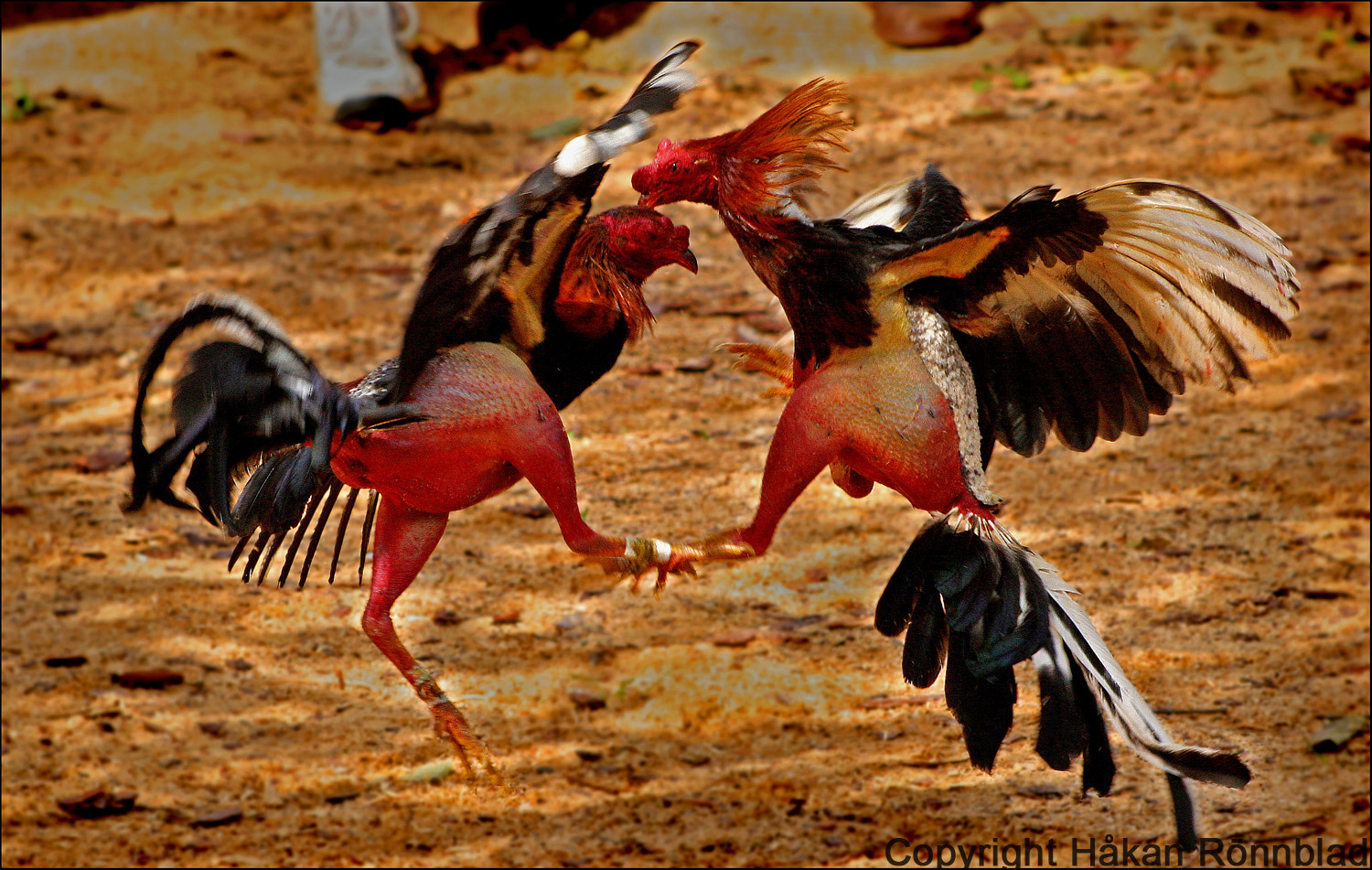 Cock Fight Games 46